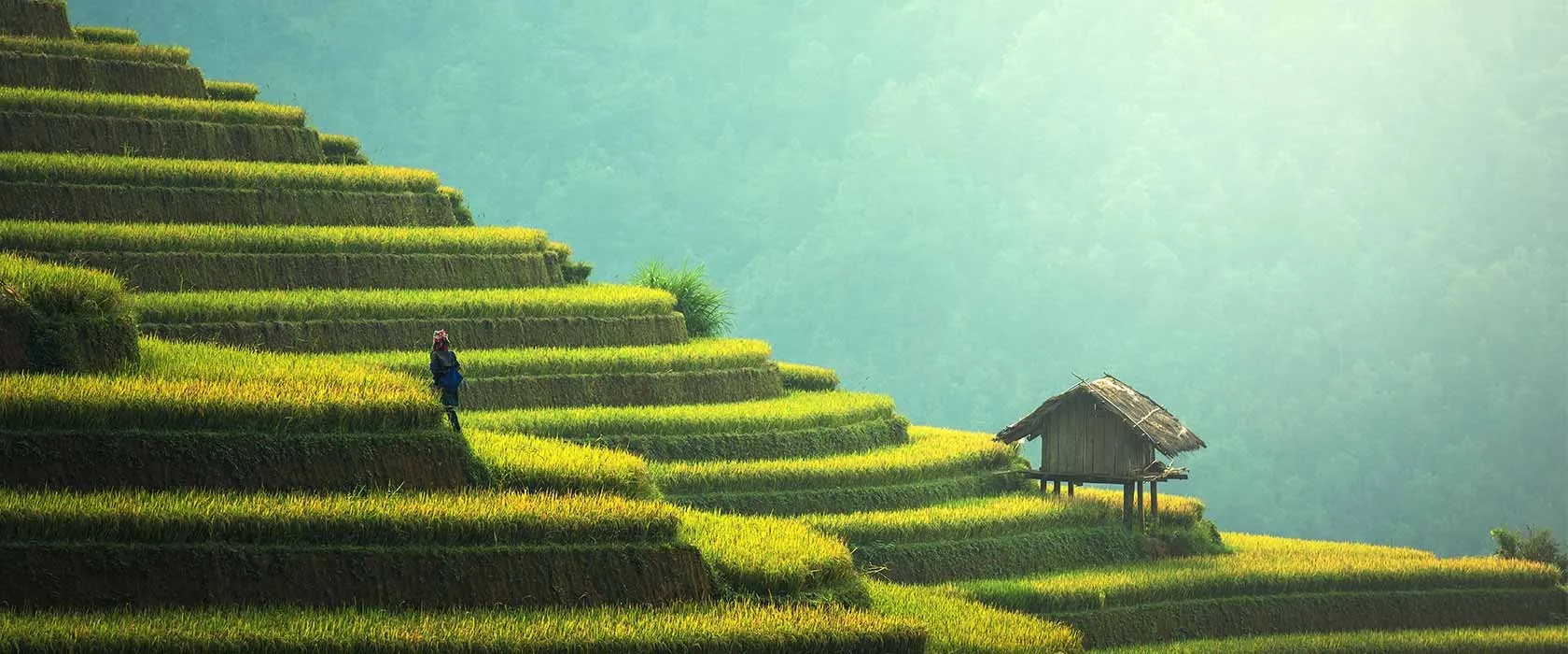 assam 2