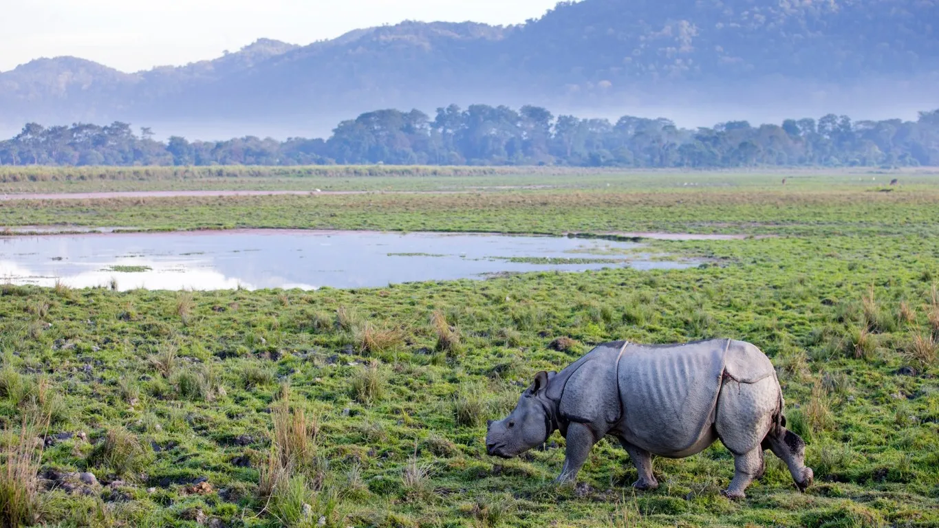 Assam 2