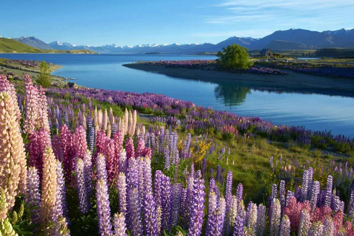 New Zealand 1